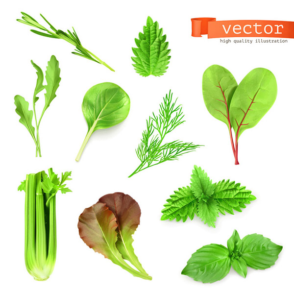 野菜の葉の設計