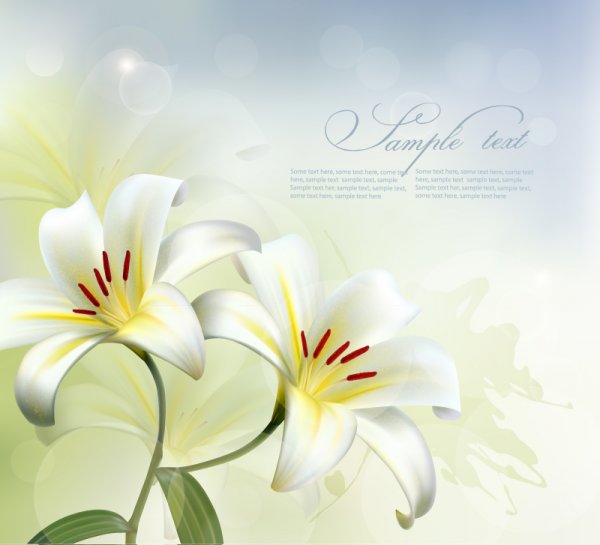 White Lily Flower Background