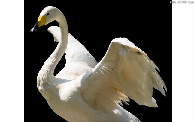 psd de cisne blanco