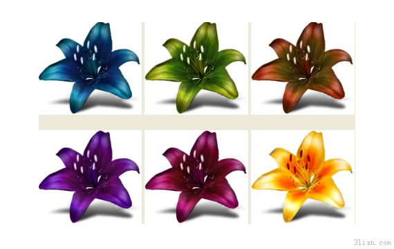 Wild Lily Material Png