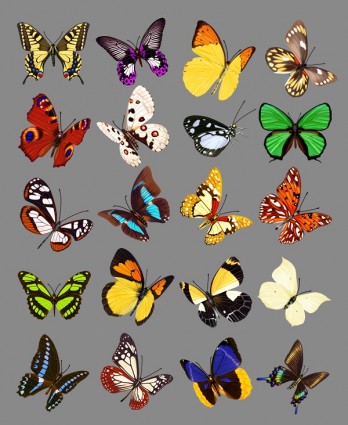 20 Butterfly Psd Images