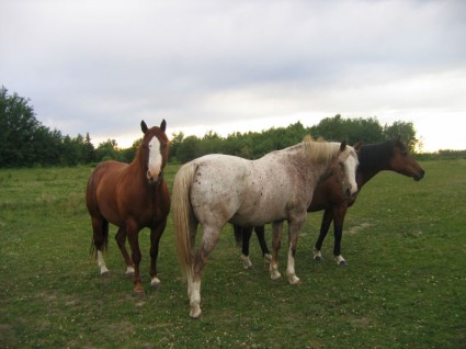 3 الخيول في مراعي خضراء