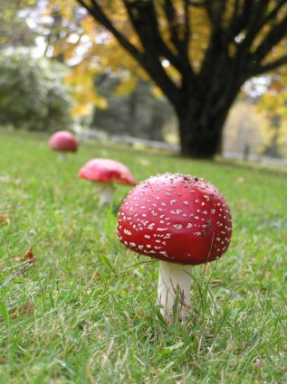 3 cogumelos