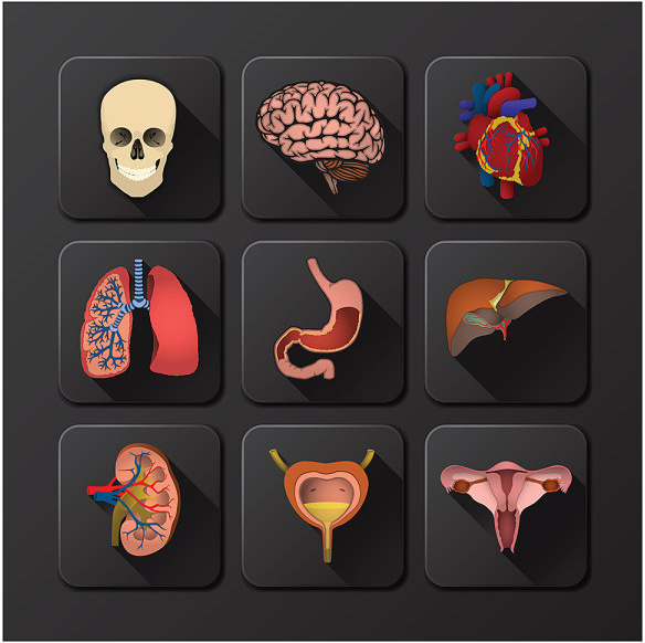 3D vector de órganos internos de los iconos