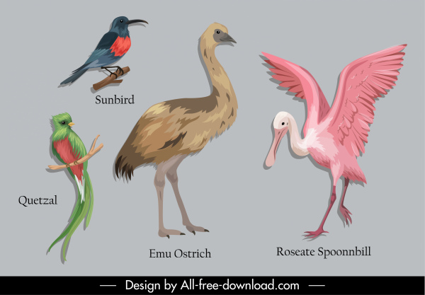Animal Book Design Elements Birds Species Sketch