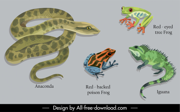 องค์ประกอบการออกแบบการศึกษาสัตว์ Python Frog Iguana Sketch