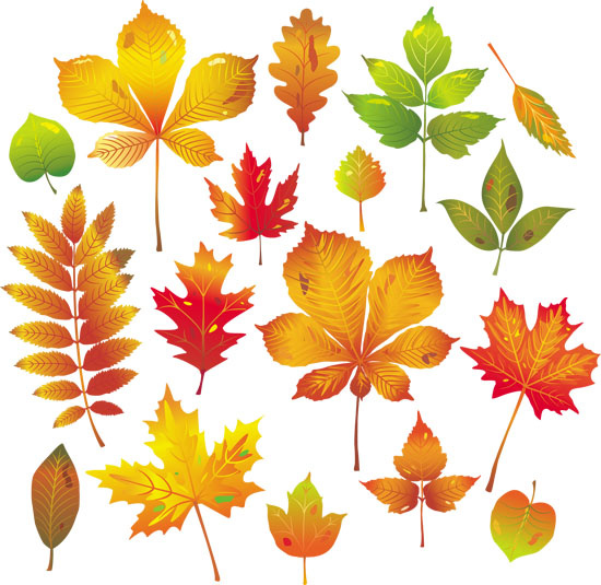 vector de hojas de otoño 2