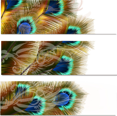 penas de pavão bonito vector bandeiras penas de pavão bonito vector bandeiras