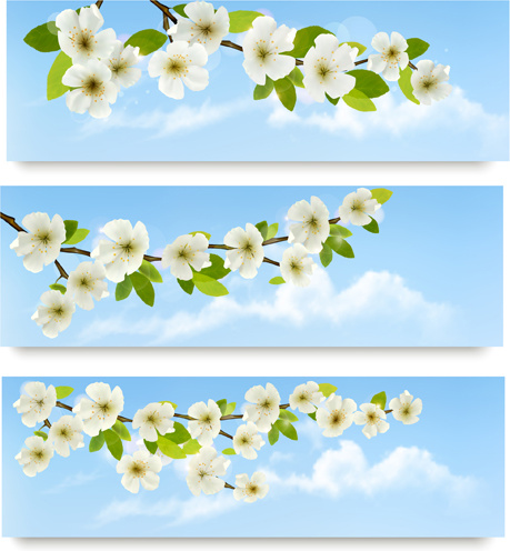 schönen weiße Blüten Vektor-banner