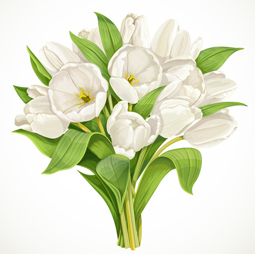vetor de tulipas brancas bonitas