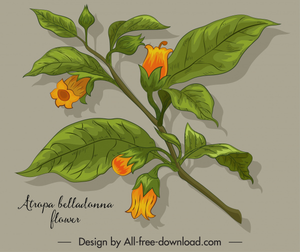 Belladonna Hoa Icon blomming Sketch màu thiết kế cổ điển