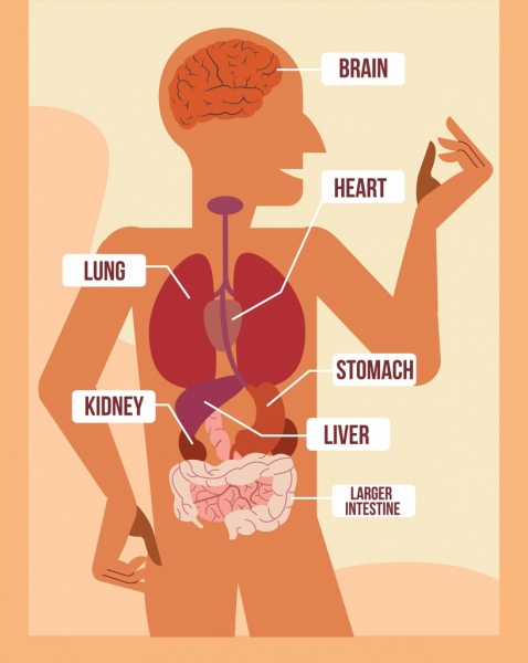 biologia ciência fundo corpo humano órgão ícones