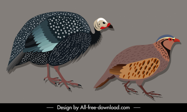 ikony gatunków ptaków francolin guinew szkic ptactwa