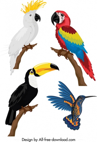 Los iconos de las aves loro colorido diseño de dibujo de carpintero