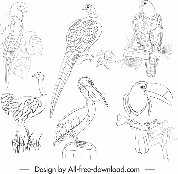ícones de espécies de aves preto branco desenho desenhado à mão