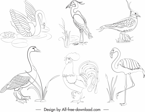 uccelli specie icone nero bianco schizzo disegnato a mano