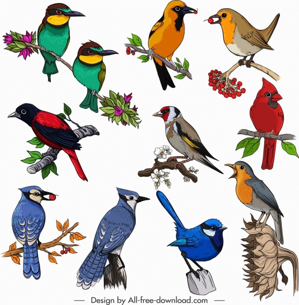Burung spesies ikon koleksi klasik warna-warni bertengger sketsa