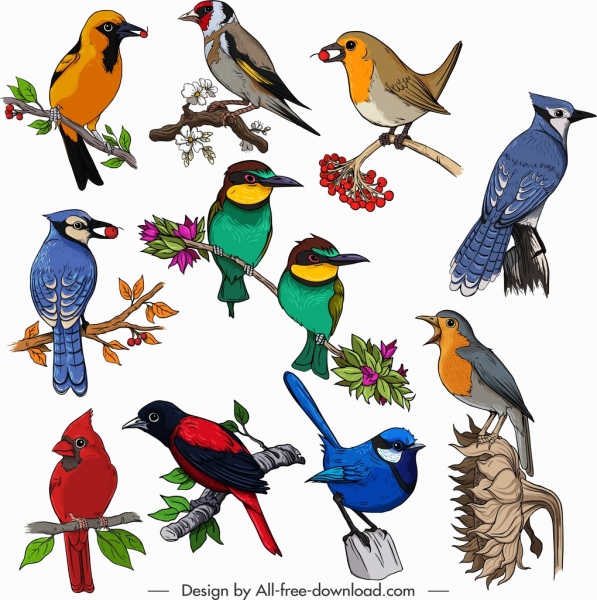 pássaros espécies ícones colorido design clássico