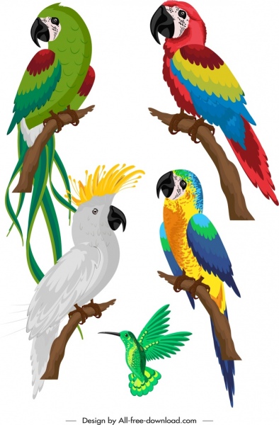 pássaros espécie ícones papagaios coloridos esboço pica-pau