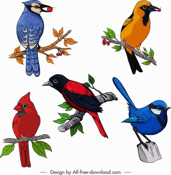 oiseaux, espèces, icônes, croquis colorés, geste de perchage