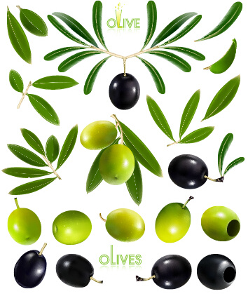 Vektorgrafiken für schwarze Oliven und grüne Oliven
