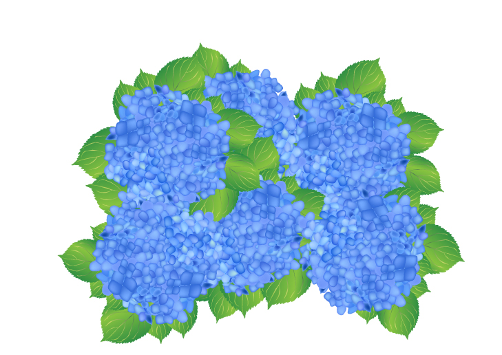 hydrangea biru bunga