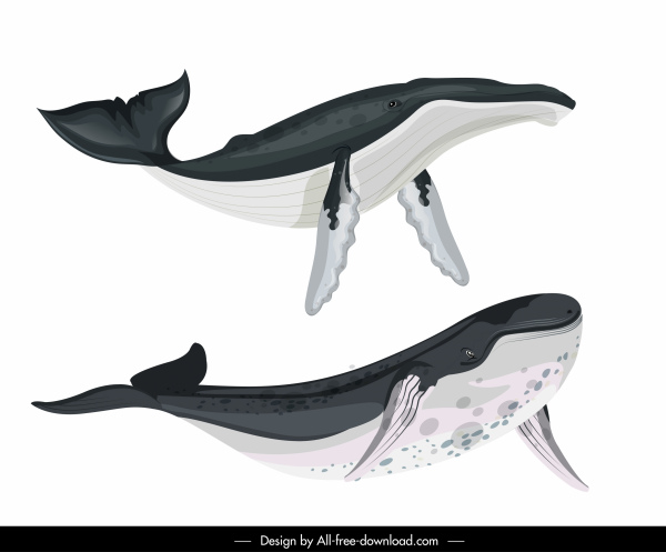baleine bleue icônes natation geste croquis