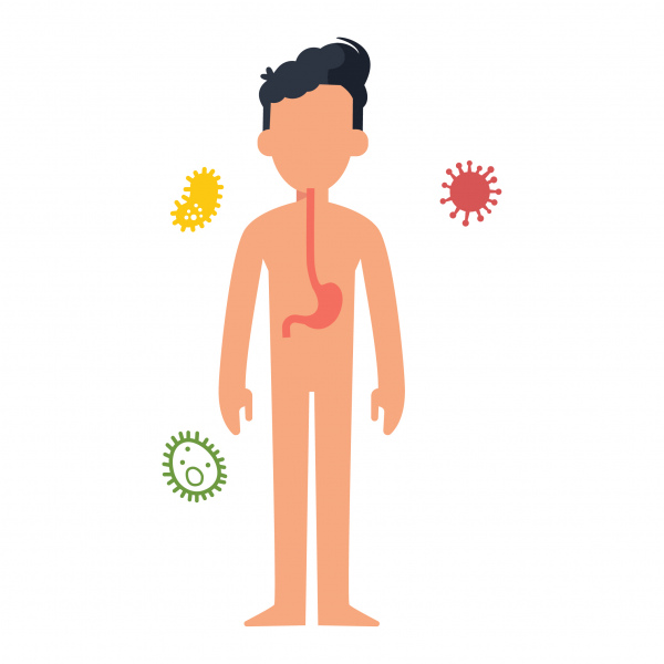 体と胃は細菌ウイルスや細菌から体を守る