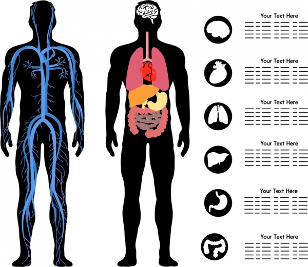 Body Science Infografik Flache Silhouette Design Orgel Icons