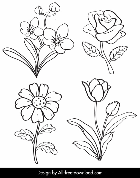 botany iconos blanco negro dibujado a mano bosquejo