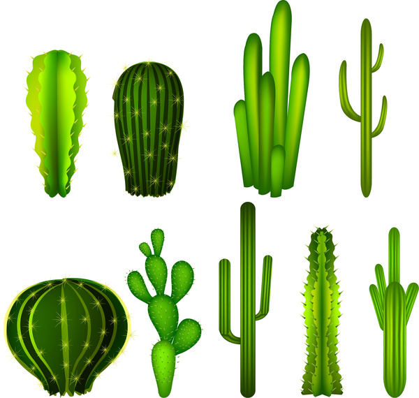 koleksi kaktus