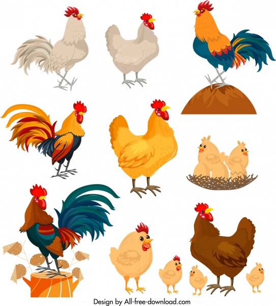diseño de personajes de dibujos animados coloridos de colección de iconos de pollo