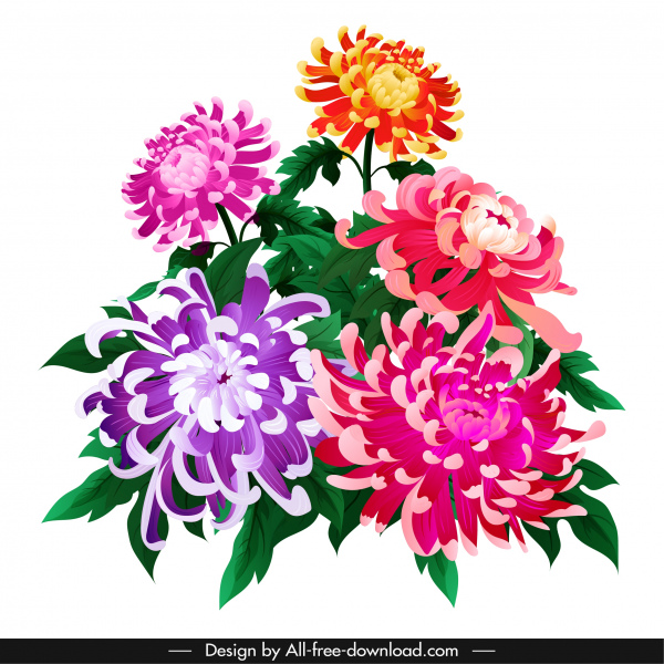 pintura da flor do crisântemo esboço clássico colorido