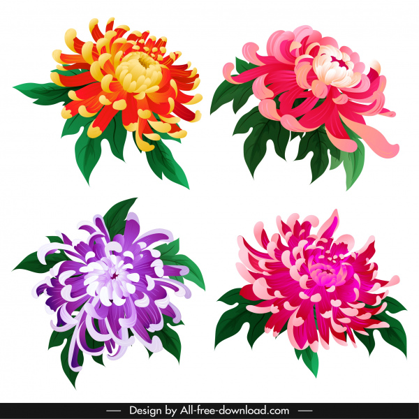 pétalos de crisantemo iconos coloridos bocetos florecientes diseño clásico