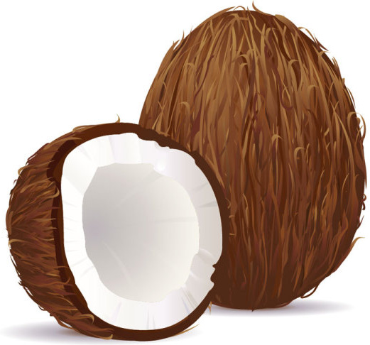 Coconut Design Elements Vector Graphic 2