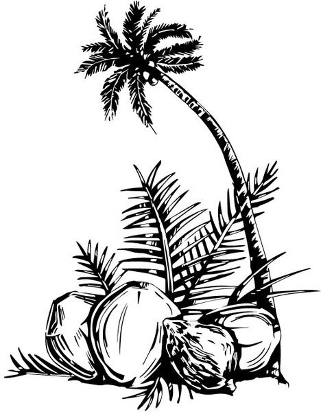 नारियल के पेड़