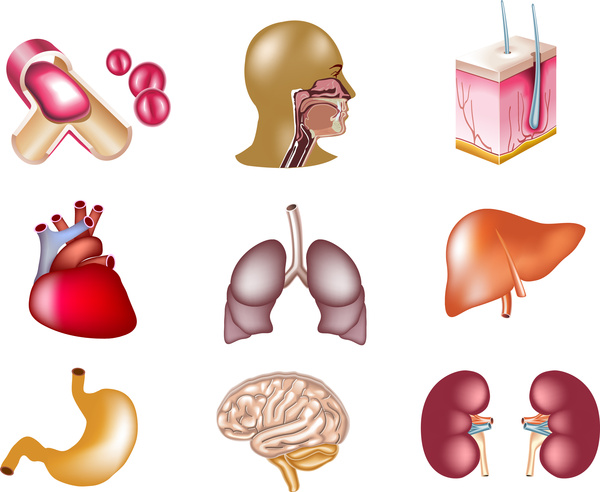 farbiges Icon-sets der inneren Organe