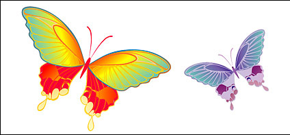vector de elementos coloridos de la mariposa