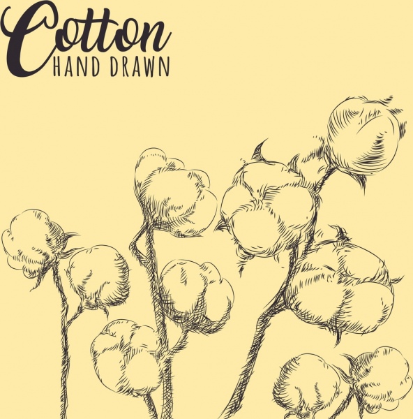 綿の花を描く手描きのスケッチ