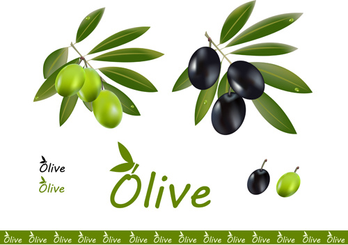 conception vectorielle d’olives délicates 2