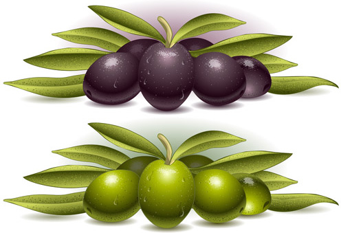 conception vectorielle d’olives délicates 3