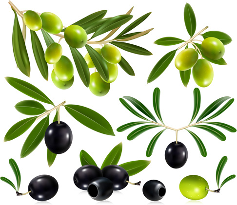 conception vectorielle d’olives délicates 4