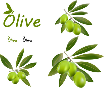 conception vectorielle d’olives délicates 5