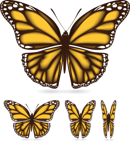 vector de muestra de mariposa de diferentes colores
