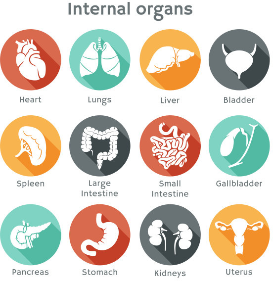 verschiedene innere Organe Vektor-icons