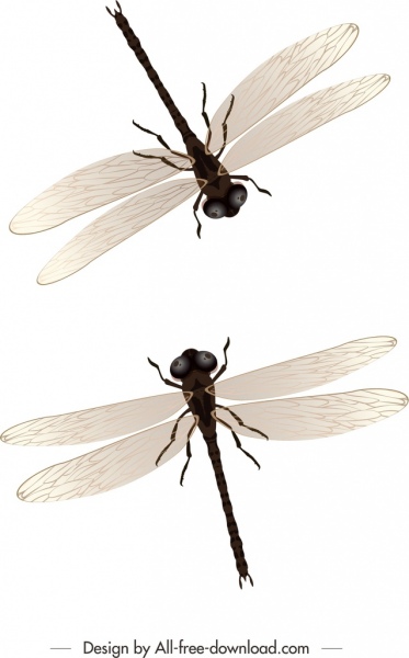 diseño de maqueta moderna del fondo de libélulas