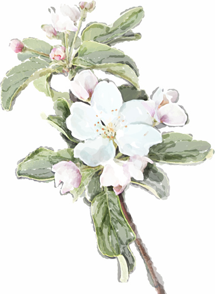 gezeichnete Aquarell Blumen Kunst Hintergrund Vektor-set