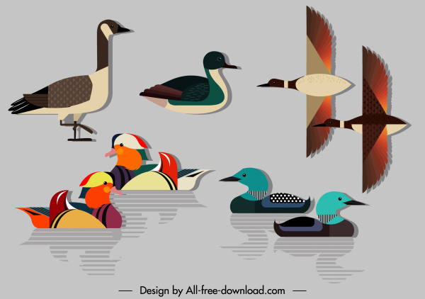 icônes d’espèces de canards croquis moderne plat coloré