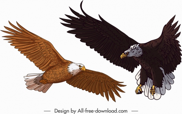 ícones da águia colorido desenho animado esboço gesto voador