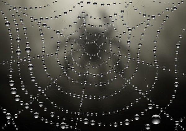 露水和蜘蛛网矢量元素